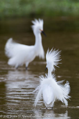 Snowy Egret Courtship