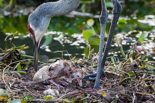 Sandhill Crane Nest #2
