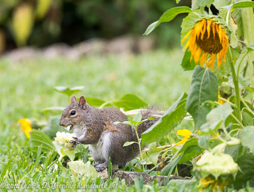 Squirrel with his Sunflower