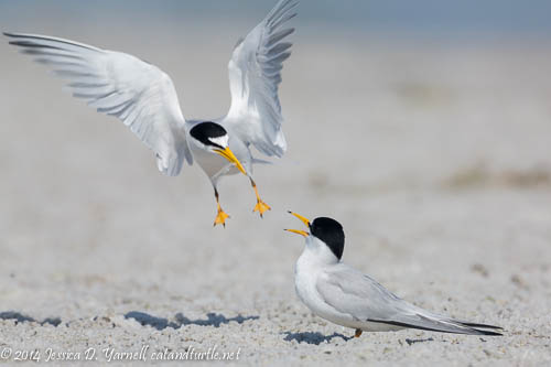 Incoming! Least Tern Bringing in A Fish For His Mate