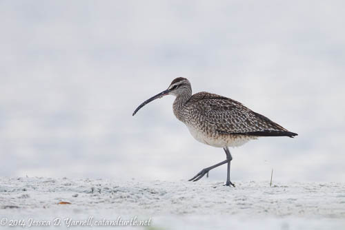My First Whimbrel!