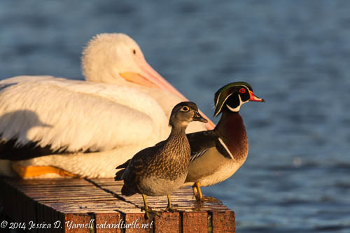 The Odd Trio - American White Pelicans and Wood Ducks