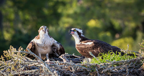Osprey Family - Winter Park Osprey Nest