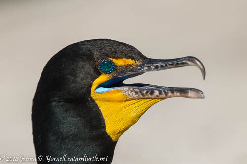Double-crested Cormorant - Breeding Blue Eyes and Mouth