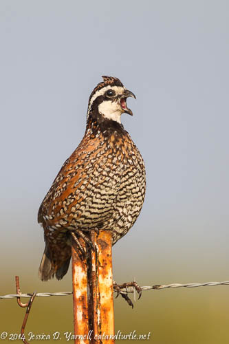 Northern Bobwhite Calling