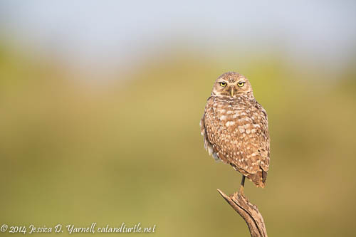 Burrowing Owl on Watch