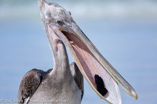 What a Mouthful for a Juvenile Brown Pelican