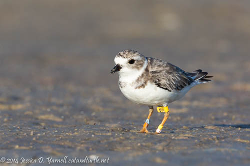 Banded Piping Plover B02