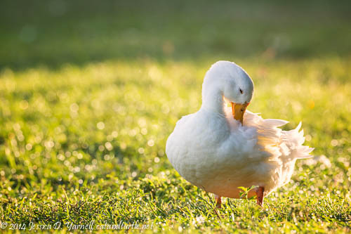 Wake Up and Preen