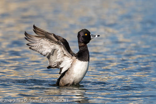 Ring-necked Duck Wing-Flap