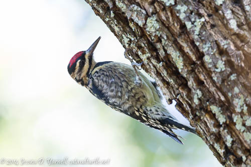 Yellow-bellied Sapsucker