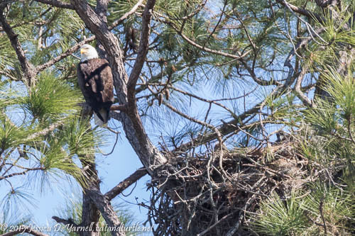 Adult Bald Eagle and Baby in Nest