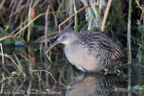 Clapper Rail