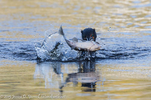 Double-crested Cormorant with Fish