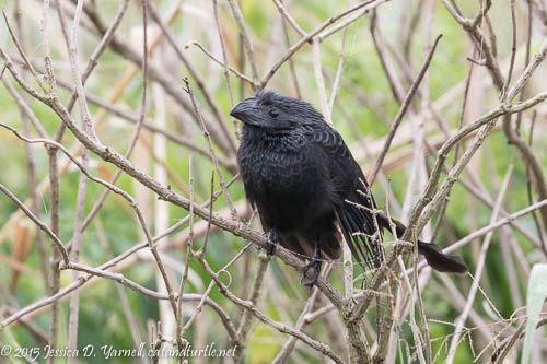 Groove-billed Ani