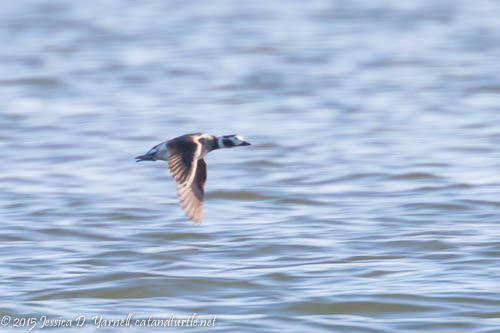 Long-tailed Duck