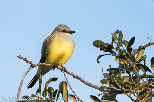 Cox Road Kingbird Roost (Polk)