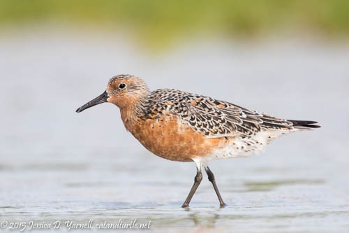 Red Knot Molting into Breeding Plumage