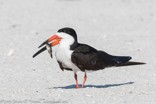 Black skimmer with Fish