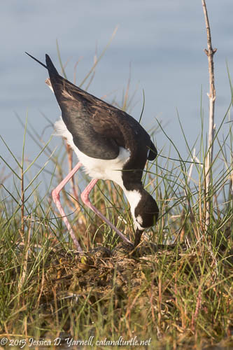 Black-necked Stilt Turning Eggs on Nest