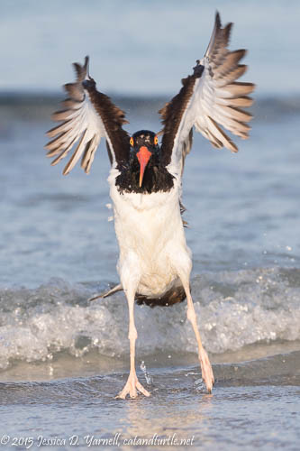 American Oystercatcher Wing-Flap