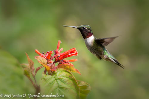 Ruby-throated Hummingbird at Firebush