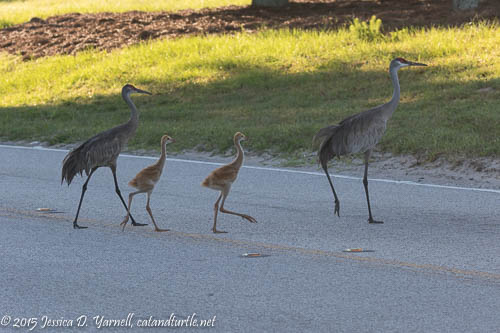 Sandhill Crane Family Crossing Road