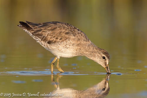 Short-Billed Dowitcher