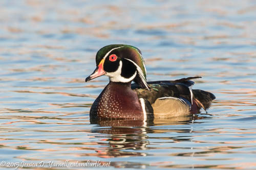 Wood Duck (male)