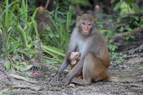 Mom and Baby Rhesus Monkey