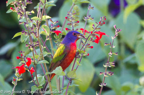 Male Painted Bunting on Coral Porterweed