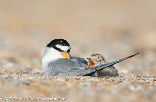 Least Tern Mother and Baby