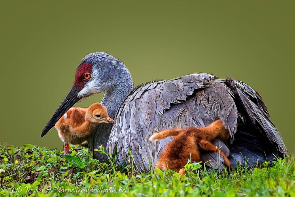 Hide and Seek! (Sandhill Crane with Young)