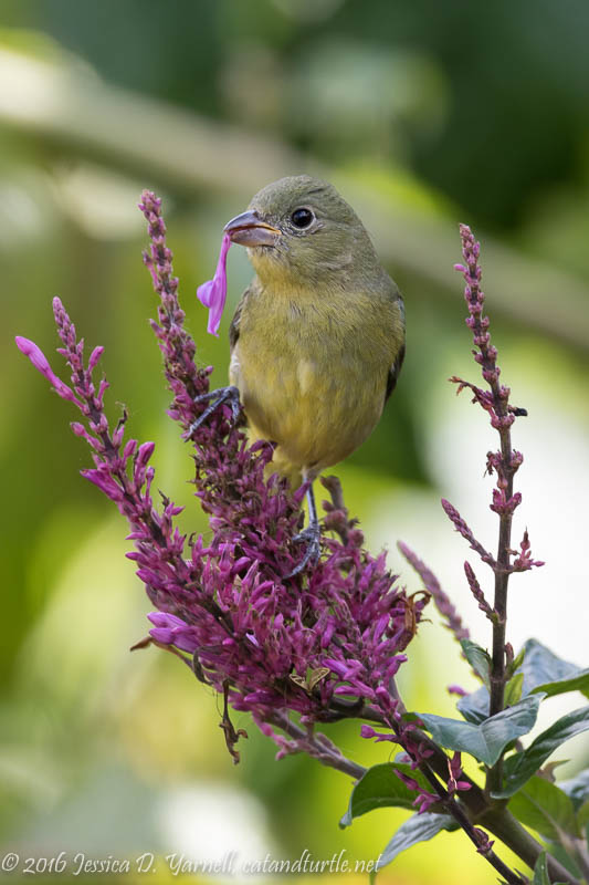 Painted Bunting
