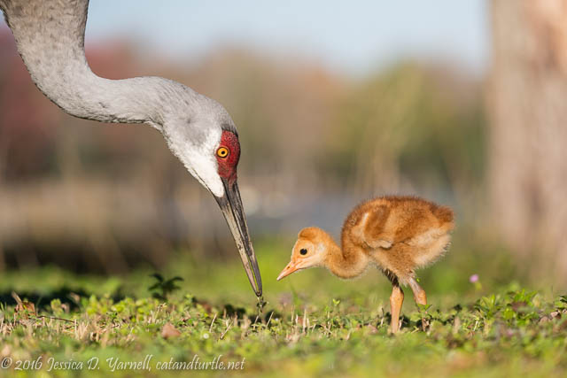 Breakfast Time! Adult Crane Feeds Baby Uno