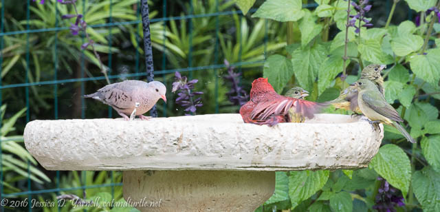 Busy Birdbath