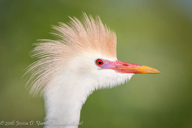 Cattle Egret in Breeding Colors