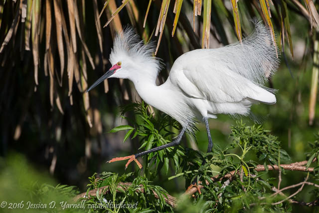 Snowy Egret