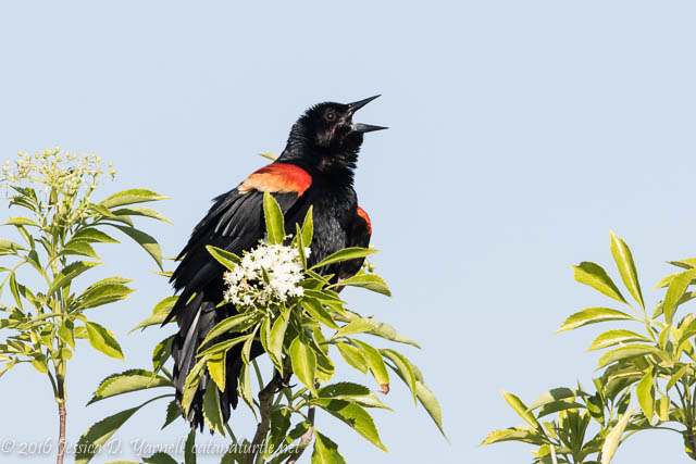Red-Winged Blackbird
