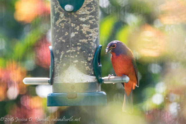 First of Fall Painted Bunting