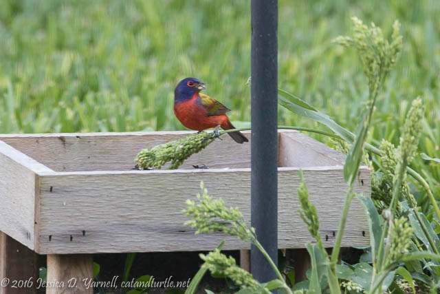 Painted Bunting discovers natural millet growing under my tube feeders
