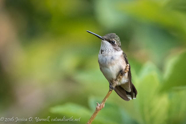 Ruby-throated Hummingbird in my Backyard!