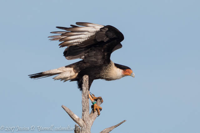 Crested Caracara