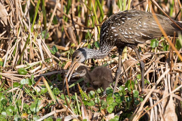 Limpkin Mom and Baby