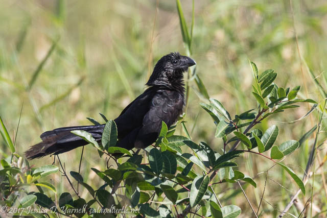 Smooth-billed Ani at Viera Wetlands