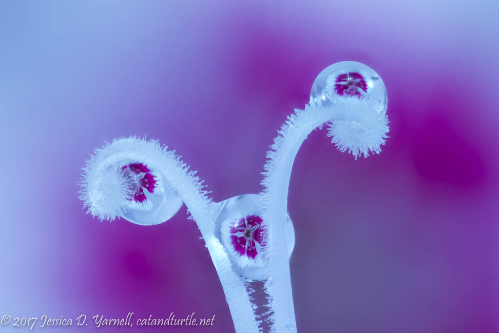 Dianthus Water Droplet Refraction