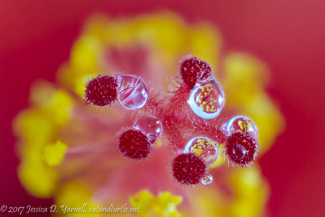 Hibiscus Flower Refraction