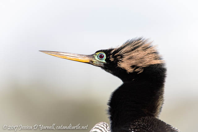 Anhinga in Breeding Colors at Lake Parker Park