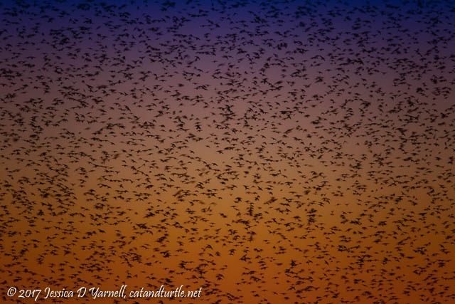 A Beastly View of the Swallows