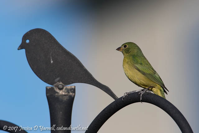Painted Bunting
